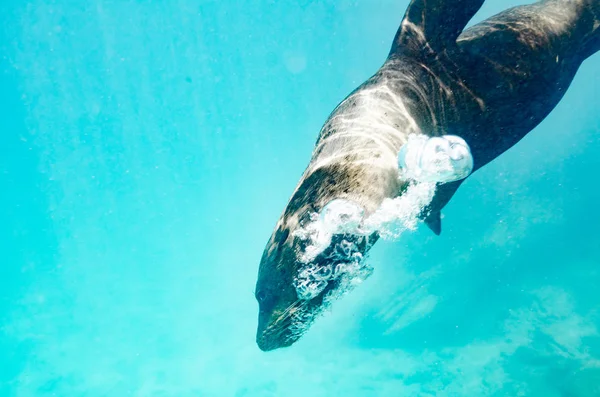 Galapagos Sea Lion swimming underwater