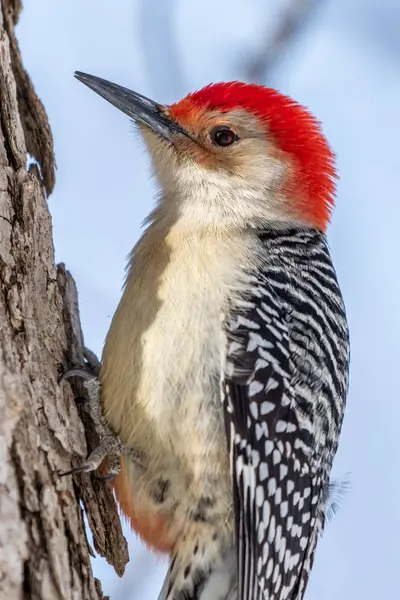 A Red-bellied Woodpecker