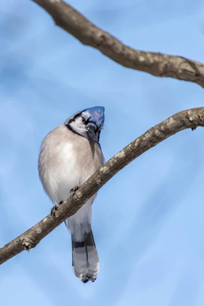 Blue Jay perched on a branch