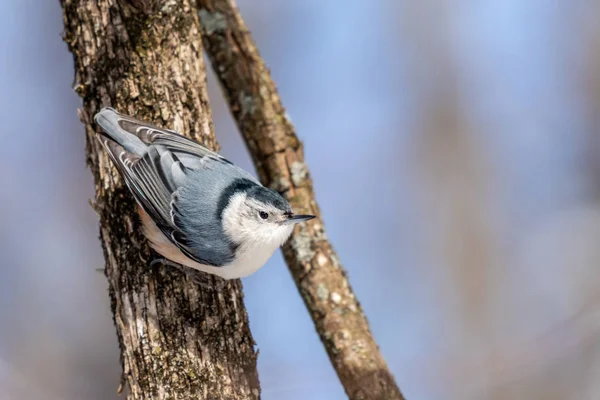 White Breasted Nuthatch climbing down a tree