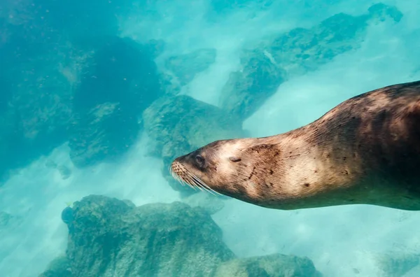 Galapagos Sea Lion swimming underwater