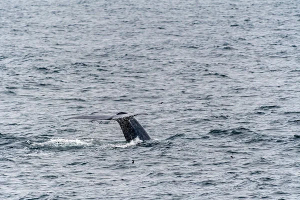 Blue Whale showing tail flukes  near Svalbard