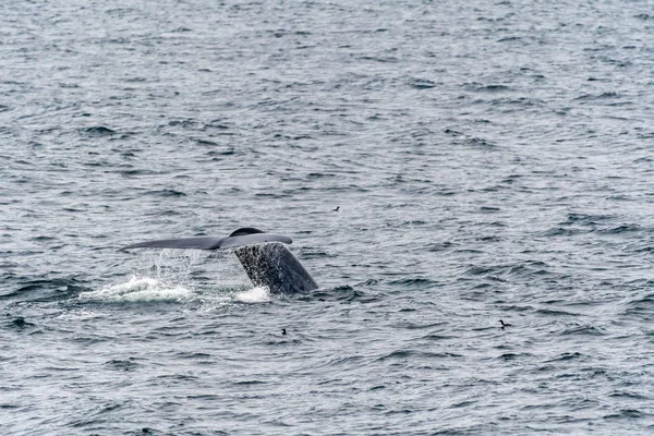 Blue Whale showing tail flukes near Svalbard