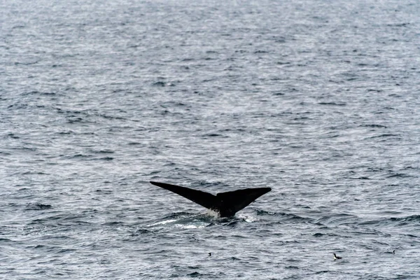 Blue Whale swimming showing tail flukes near Svalbard
