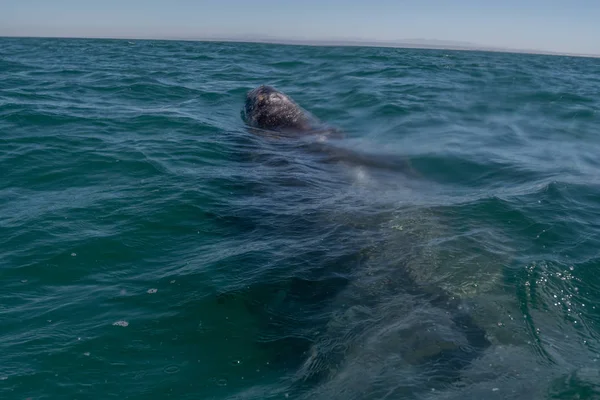 Gray whale on the surface