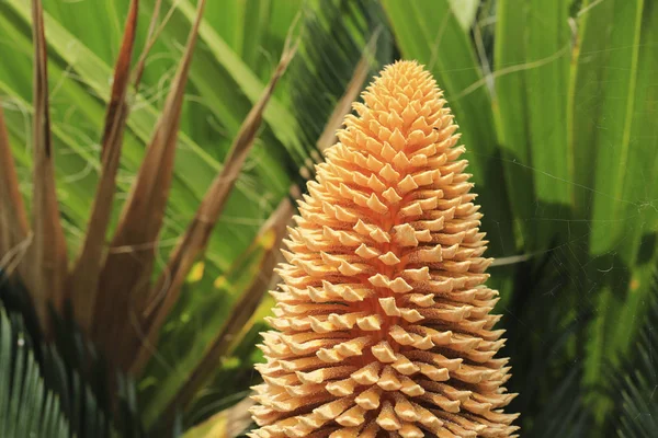 Palmeras Con Flores Sobre Fondo Hojas Verdes Una Tela Araña —  Fotos de Stock