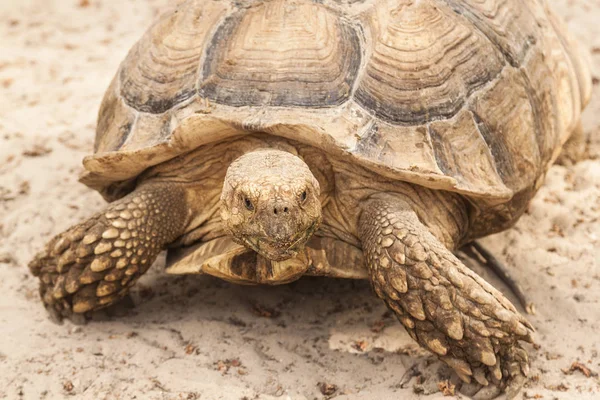 Песку Идет Большая Черепаха — стоковое фото