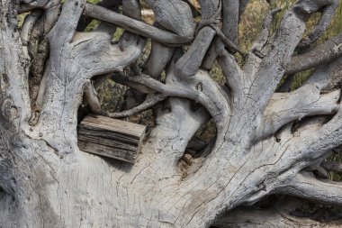 Büyük bir ağaç köklerinin kuru iç içe