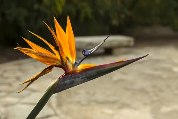 Flor Del Pájaro Del Paraíso Rayo Sol —  Fotos de Stock