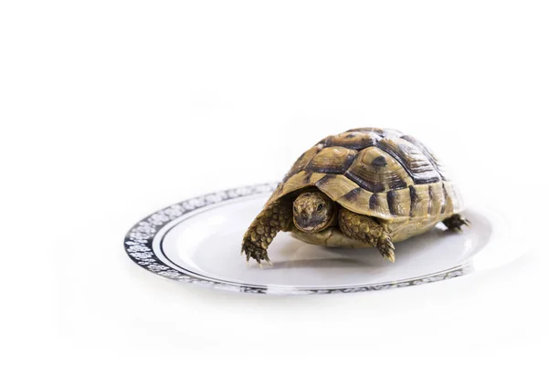 Молодая Черепаха Тарелке Белом Фоне — стоковое фото