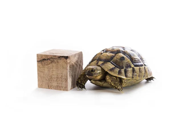 Черепаха Деревянный Куб Белом Фоне — стоковое фото