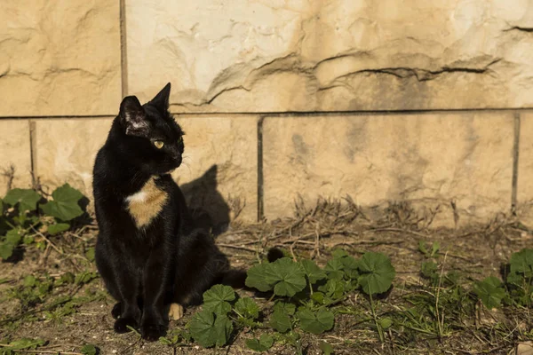 消毒的流浪猫 — 图库照片