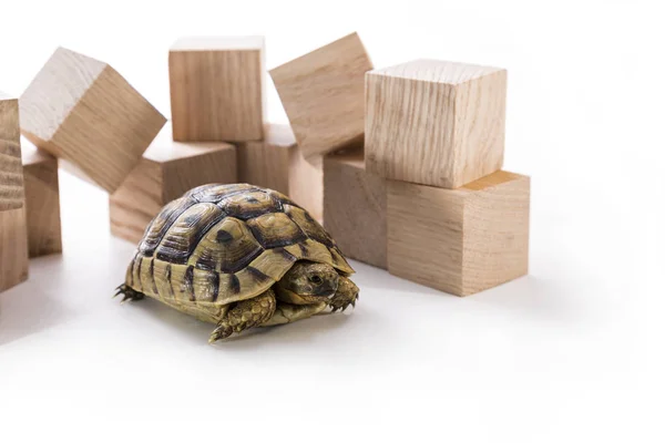 Turtle Wooden Cubes White Background — Stock Photo, Image