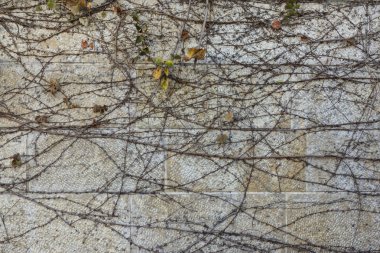 Bitkiler örgü ile büyümüş tedavi taş duvar