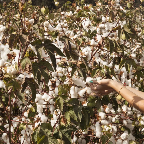 Gentle hands of a girl picking cotton