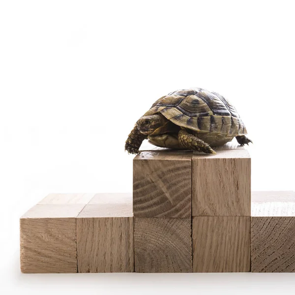 Junge Schildkröte Auf Holzwürfeln — Stockfoto