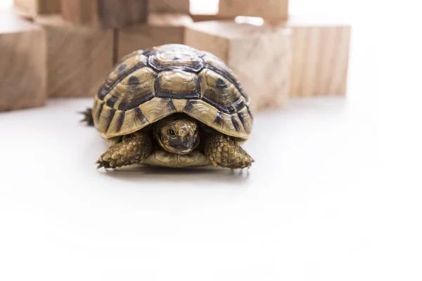 Черепаха, живущая дома — стоковое фото