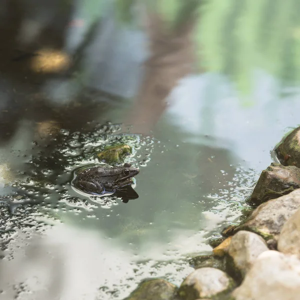 Frosch im Gartenteich — Stockfoto