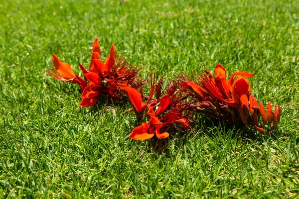 Coral Árvore Flores Grama Verde — Fotografia de Stock