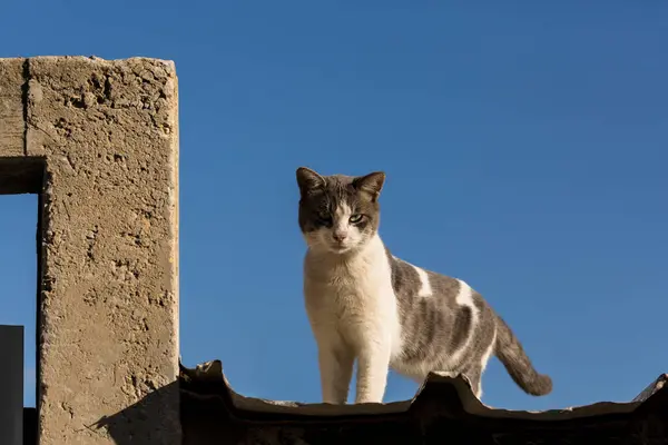 Çatıda yürüyen kedi.