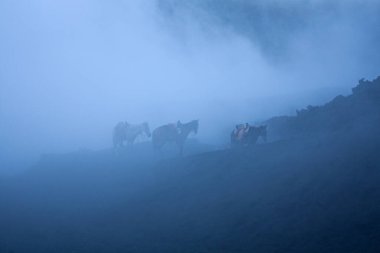 Horses in the fog, Pacaya volcano, Guatemala, evening, tracking route clipart