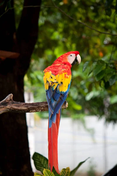 Macaw papağanı Salvador 'da bir ağacın dalında