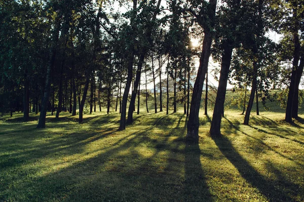 Auringonvalo Sumulla Näkyvissä Reitin Läpi Metsässä — kuvapankkivalokuva