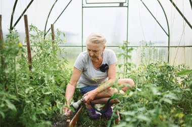 Su hortumuyla bitkileri sulayan olgun yaşlı bir kadın. Çiftçilik, bahçıvanlık, tarım, yaşlılık ve insan konsepti - yaz çiftliğindeki serada organik sebze yetiştiren yaşlı kadın veya çiftçi. 
