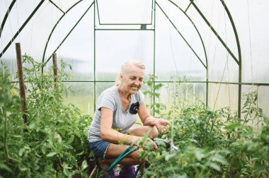 Su hortumuyla bitkileri sulayan olgun yaşlı bir kadın. Çiftçilik, bahçıvanlık, tarım, yaşlılık ve insan konsepti - yaz çiftliğindeki serada organik sebze yetiştiren yaşlı kadın veya çiftçi. 
