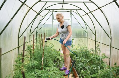 Su hortumuyla bitkileri sulayan olgun yaşlı bir kadın. Çiftçilik, bahçıvanlık, tarım, yaşlılık ve insan konsepti - yaz çiftliğindeki serada organik sebze yetiştiren yaşlı kadın veya çiftçi. 