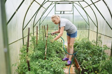 Su hortumuyla bitkileri sulayan olgun yaşlı bir kadın. Çiftçilik, bahçıvanlık, tarım, yaşlılık ve insan konsepti - yaz çiftliğindeki serada organik sebze yetiştiren yaşlı kadın veya çiftçi. 