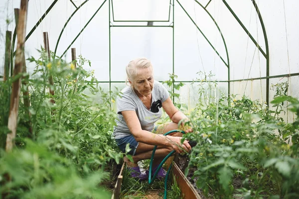Wanita Tua Dewasa Menyiram Tanaman Dengan Selang Air Bertani Berkebun — Stok Foto