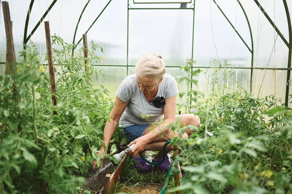 Wanita Tua Dewasa Menyiram Tanaman Dengan Selang Air Bertani Berkebun — Stok Foto