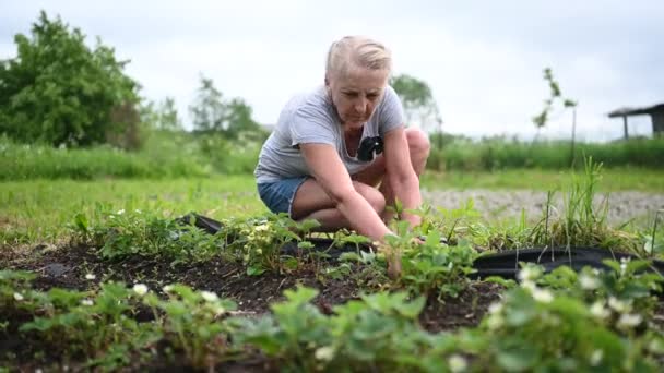 Ältere Frau gießt Pflanzen mit Wasserschlauch. Landwirtschaft, Gärtnern, Landwirtschaft, Alter und Menschen-Konzept - Seniorin oder Landwirt baut Bio-Beeren auf Gartenbeeten auf Sommerbauernhof an — Stockvideo