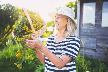 Hasır şapkalı mutlu yaşlı kadın yaz bahçesinde elinde çiçeklerle poz verirken eğleniyor. Çiftçilik, bahçıvanlık, tarım, emekli yaşlılar. Çiftlikte organik bitkiler yetiştiriyor.. 