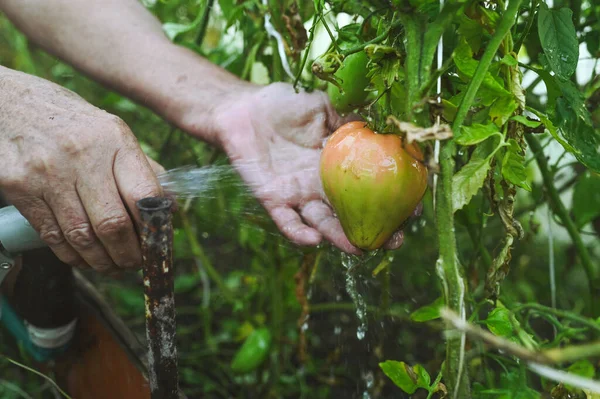 Orang Tua Tua Tangan Menyiram Tanaman Dengan Selang Kebun Rumah — Stok Foto