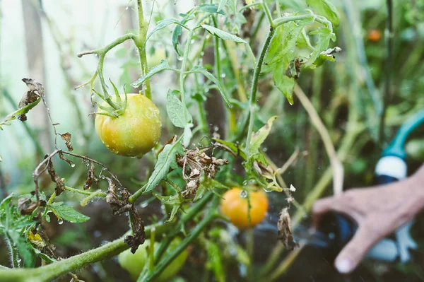노인들이 정원의 온실에서 화초에 토마토에 방울떨어뜨린다 정원가꾸기 노인들 농장에서 유기농 — 스톡 사진