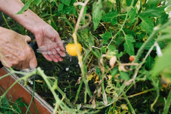 Orang Tua Tua Tangan Menyiram Tanaman Dengan Selang Kebun Rumah — Stok Foto