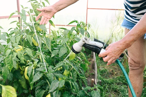 Orang Tua Tua Tangan Menyiram Tanaman Dengan Selang Kebun Rumah — Stok Foto