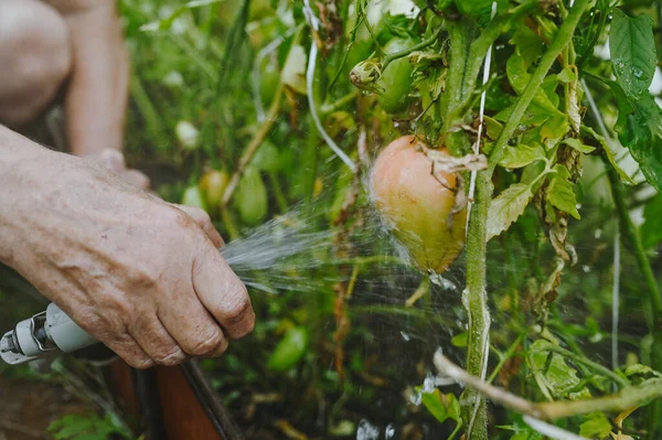 Orang Tua Tua Tangan Menyiram Tanaman Dengan Selang Kebun Rumah — Stok Foto