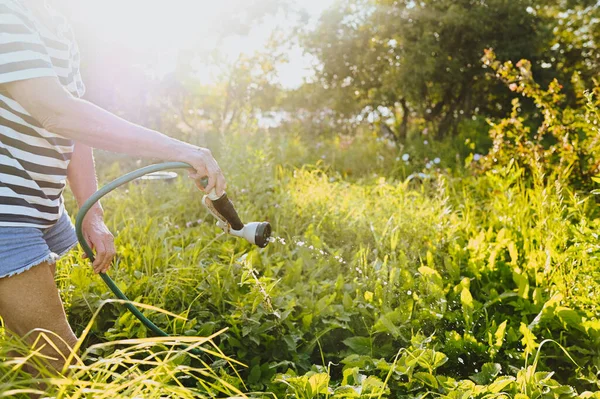 정원에서 물주는 재미있는 화초를 복하다 백라이트로 정원가꾸기 노인들 농장에서 유기농 — 스톡 사진