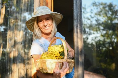 Mutlu gülümseyen yaşlı kadın kırsal kesimdeki ahşap köy evinde çiçek sepetli, açık pencerede poz verirken eğleniyor. Emekli yaşlılar konsepti. Kır evinde karantina