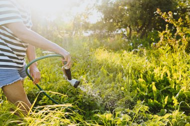 Mutlu yaşlı bir kadın yaz bahçesinde çiçekleri hortumla sularken eğleniyor. Arka planda bir damla su. Çiftçilik, bahçıvanlık, tarım, yaşlı insanlar. Çiftlikte organik sebzeler yetiştiriyor.. 