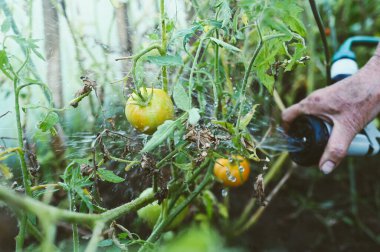 Yaşlı yaşlı eller bahçe serasında bitkileri hortumla sulıyor. Olgunlaşmamış domateslere bir damla su. Çiftçilik, bahçıvanlık, tarım, yaşlı insanlar. Çiftçi çiftlikte organik sebze yetiştiriyor.. 