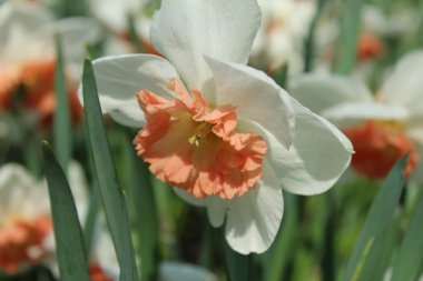 beyaz Narcissus çiçek yakın çekim