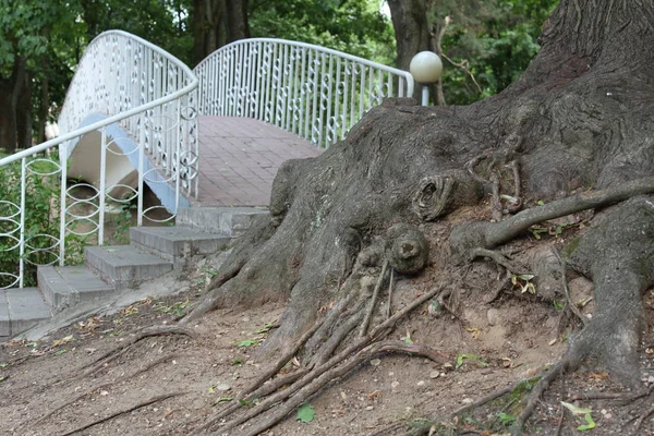 Radici Vecchio Albero Nel Parco Una Giornata Estiva — Foto Stock