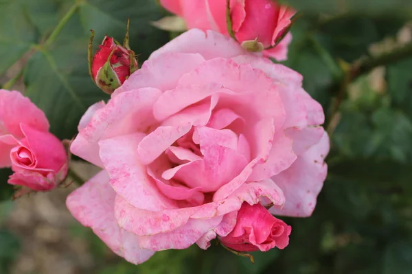 Velká Růžová Růže Zblízka — Stock fotografie