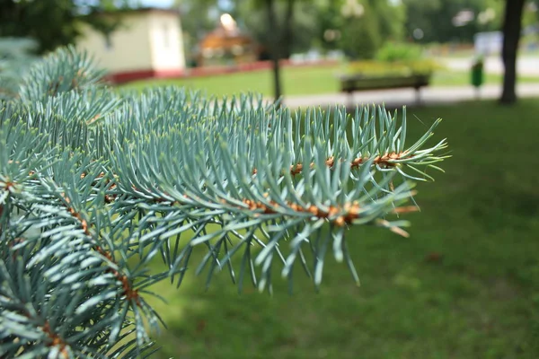 Branche Verte Épinette Pin — Photo