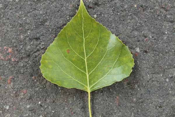 Green Poplar Leaf Grey — Stock Photo, Image