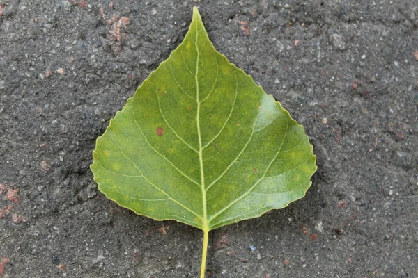 Green Poplar Leaf Grey — Stock Photo, Image